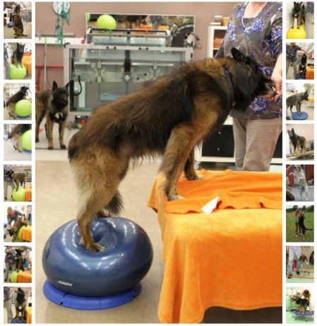 Seniorentraining - Hund steht auf Wobbel und Liege